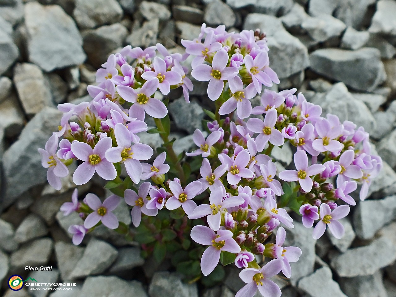 49 Erba storna rotundifolia.JPG